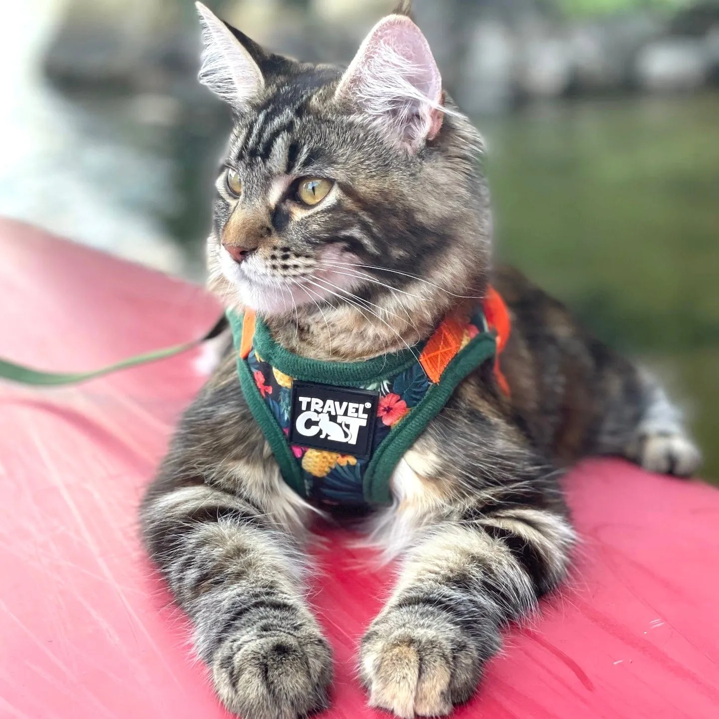 "The Hawaiian Shirt" Limited-Edition Cat Harness & Leash Set